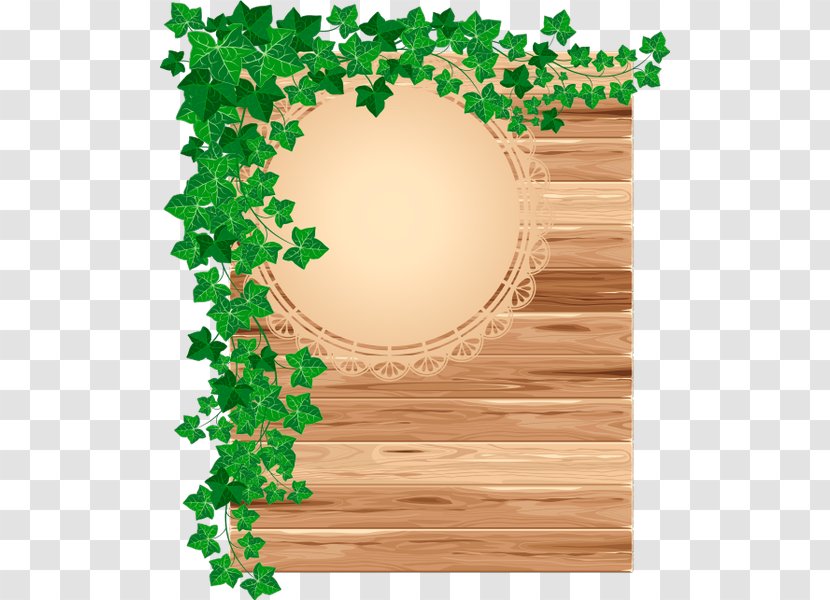 Ivy Border Grass - Grapevine Family - Drawing Transparent PNG