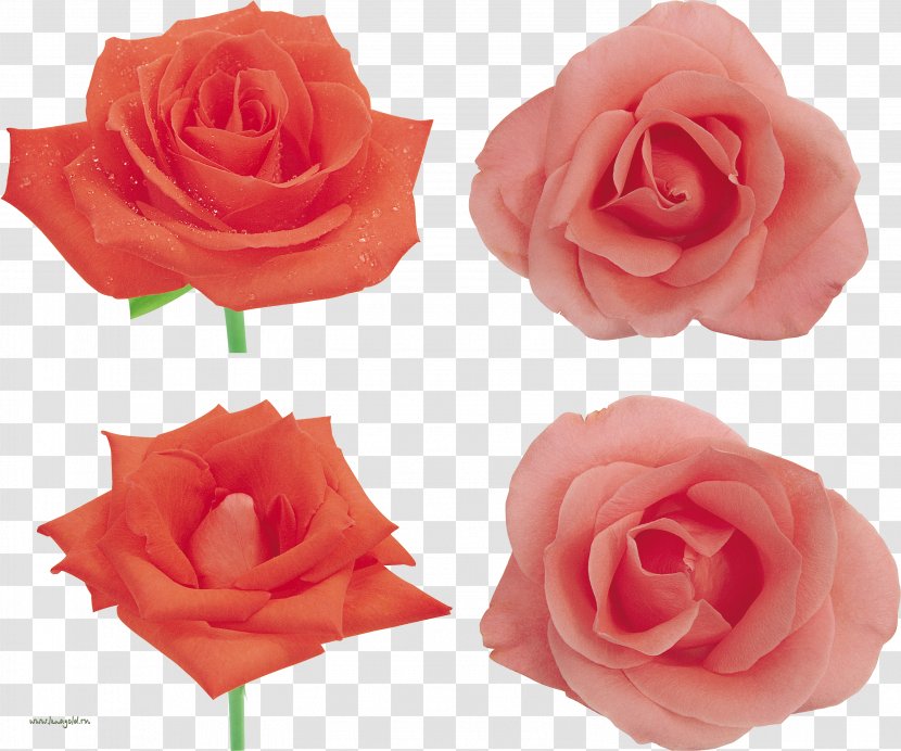 Garden Roses Cabbage Rose China Floribunda Petal - Gold Dipped Transparent PNG
