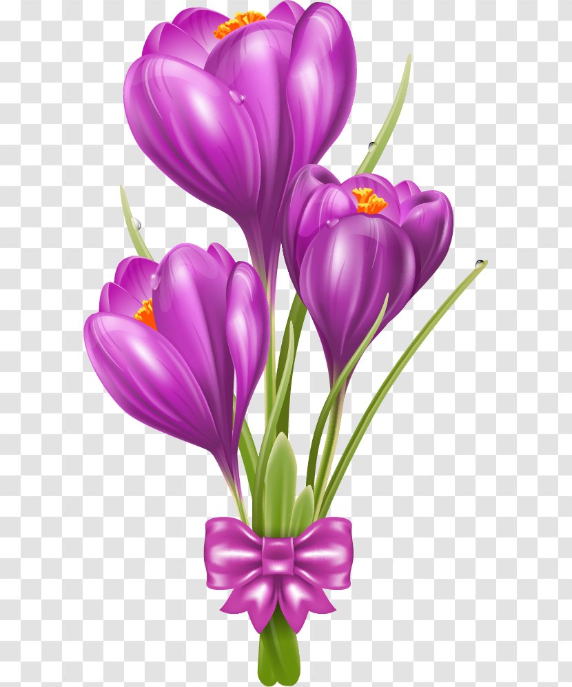 Crocus Vernus Flower Tommasinianus Clip Art - Flavus - A Beautiful Roommate Who Receives Flowers Transparent PNG