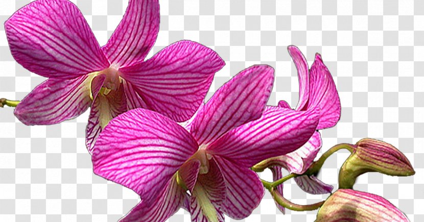 Cattleya Orchids Dendrobium Moth Plants - Of The Philippines - Orchid Orquideas Transparent PNG