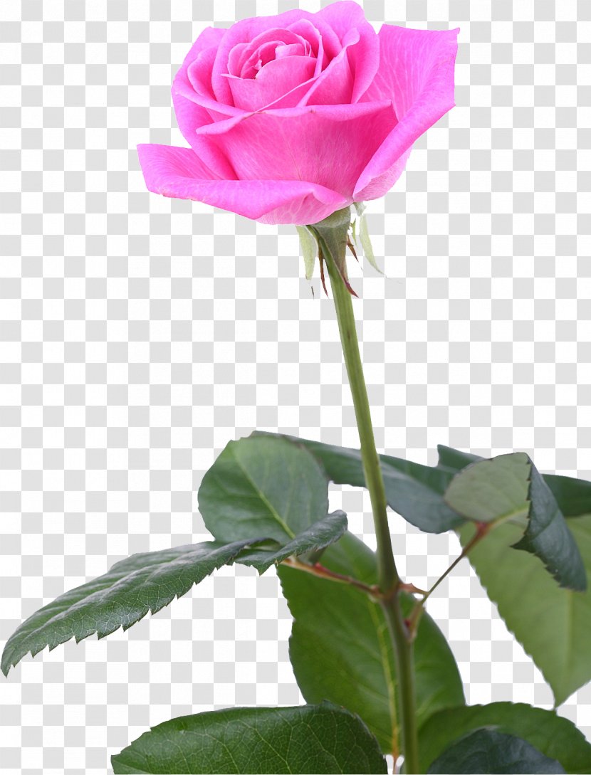Garden Roses Centifolia Floribunda Cut Flowers - White Rose Transparent PNG