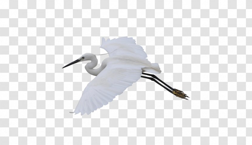 Crane Water Bird Flight - Fly - Flying Transparent PNG
