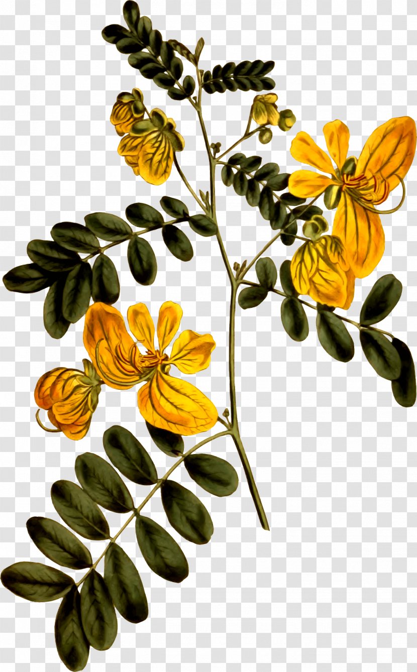 Cassia Plant Drawing Senna Alata - Pollinator - Sign Clipart Transparent PNG