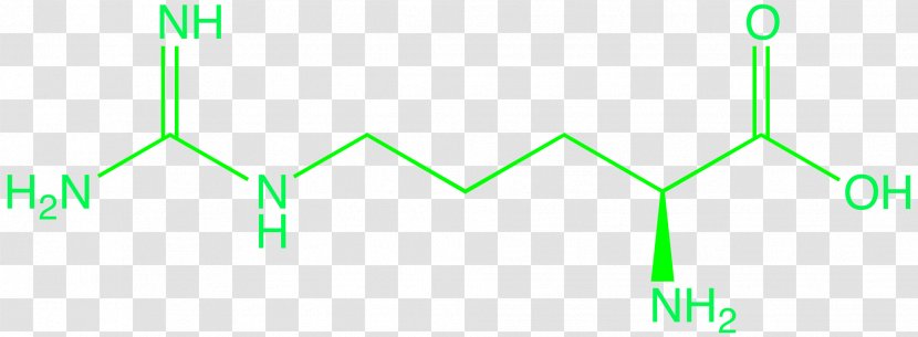 Methylarginine Citrulline Structure Ornithine - Tree - Brand Transparent PNG