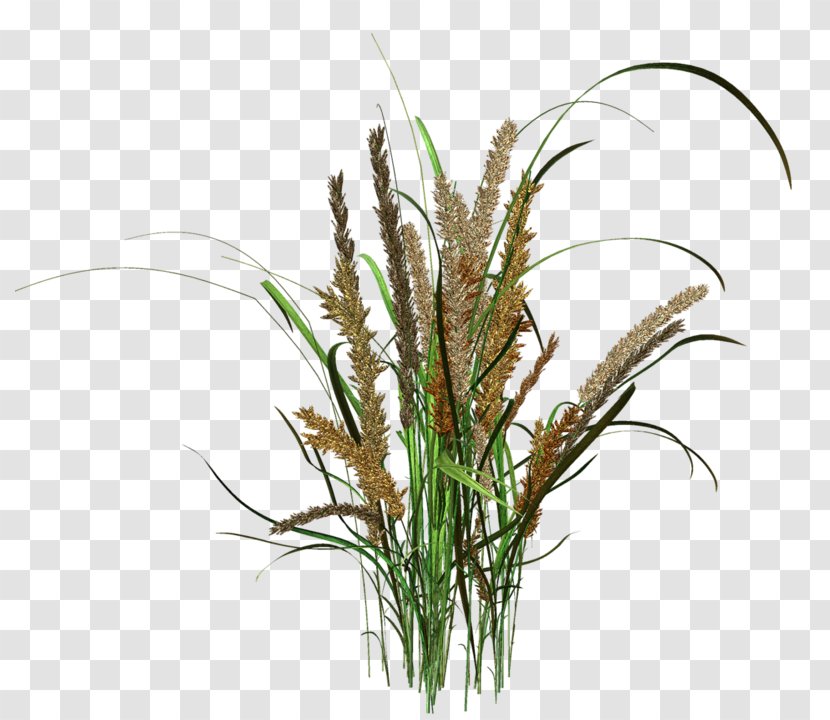 Phragmites Grass Plant Stem - Family Transparent PNG