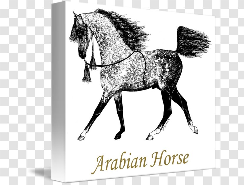 Arabian Horse Stallion Pony Mustang Mane Transparent PNG