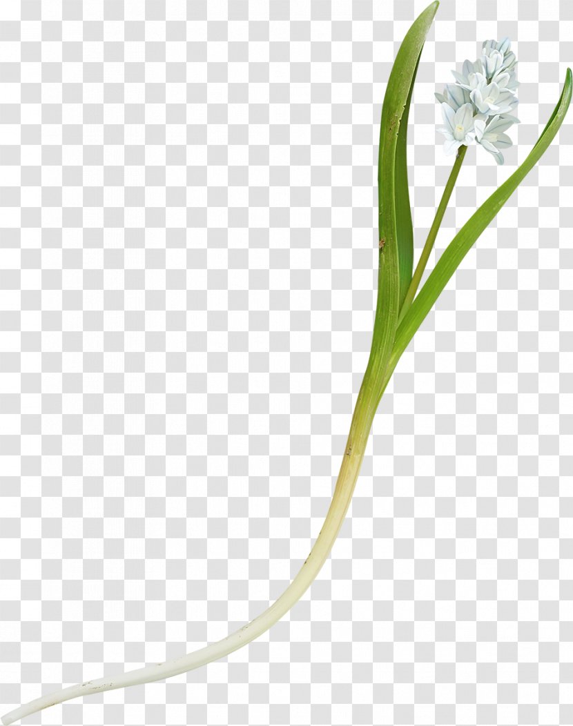 Grasses Flowering Plant Stem - Grass - White Flower Transparent PNG