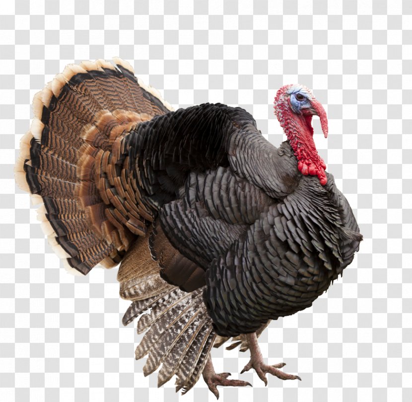 Wild Turkey Thanksgiving Meat Pilgrim - Beak Transparent PNG