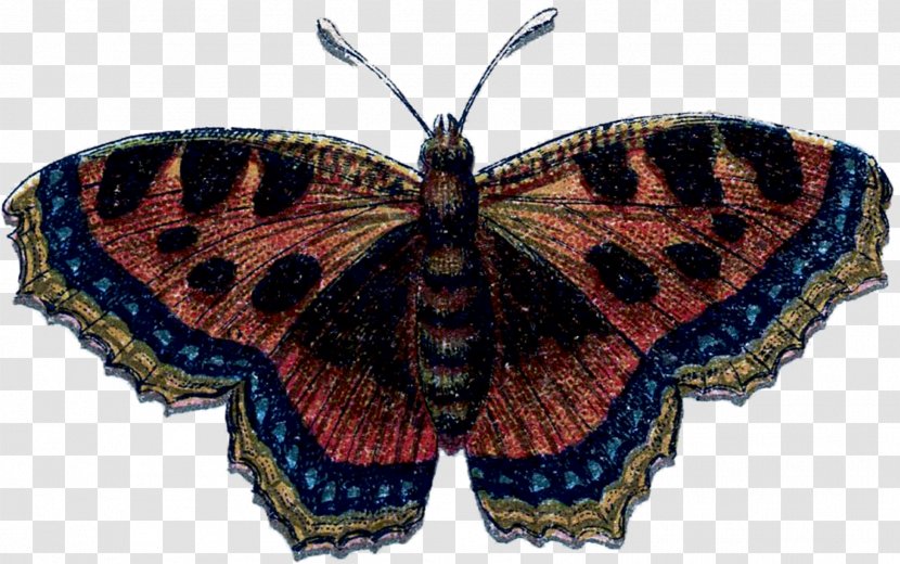 Brush-footed Butterflies Gossamer-winged Moth Butterfly Symmetry - Arthropod Transparent PNG