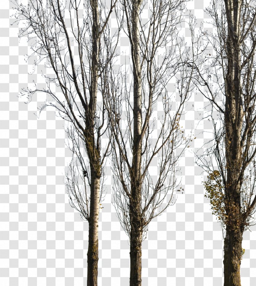 Tree Populus Nigra Image Paper Birch Architecture - Landscape - Ash Transparent PNG
