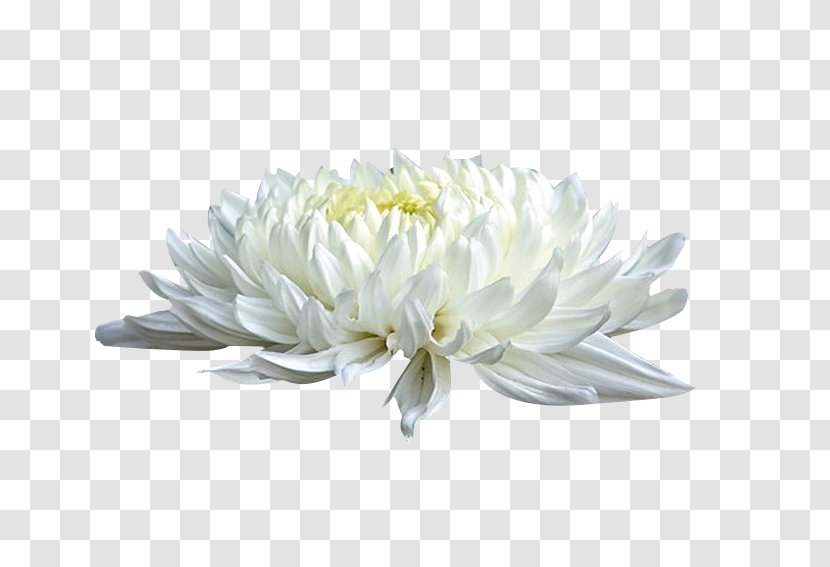 Chrysanthemum Xd7grandiflorum White Cut Flowers - Flower - Picture Material Transparent PNG
