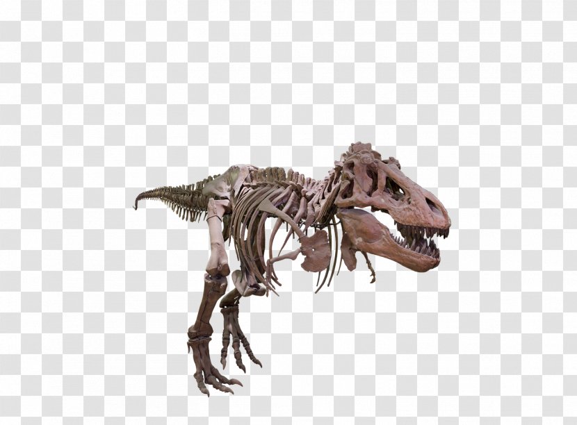 Tyrannosaurus Velociraptor Giganotosaurus Dinosaur Size - Natural History - T Rex Transparent PNG
