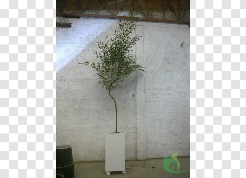 Property Flowerpot Angle - Plant Transparent PNG