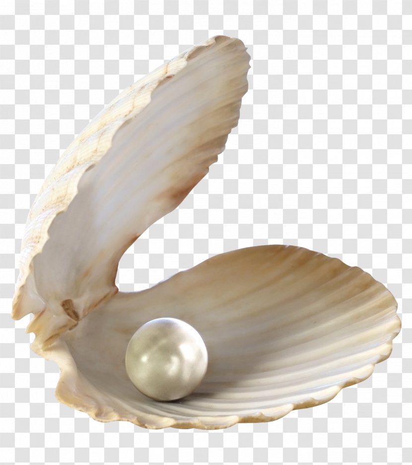 Seashell Desktop Wallpaper Clip Art - Mollusc Shell - Seashells Transparent PNG