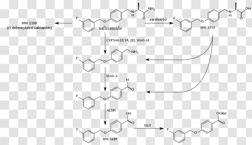 Fenbufen Metabolite Safinamide Coenzyme A Metabolism - Document - Black And White Transparent PNG