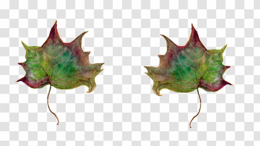 Leaf In Un Qualsiasi Mattino Di Settembre Maple Green Tree - Watercolor Painting Transparent PNG