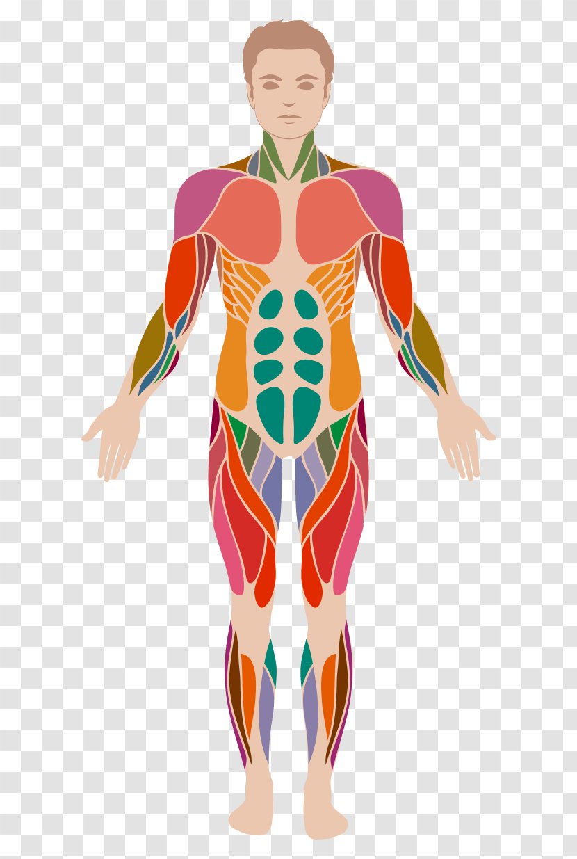 Human Body Anatomy Muscle Muscular System - Tree - Appetite Transparent PNG