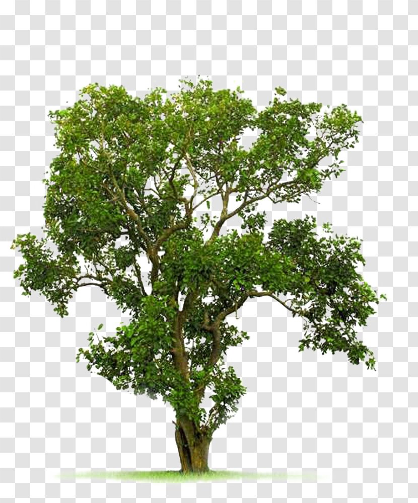 Tree Juglans - Trunk - A Bodhi Image Material Transparent PNG