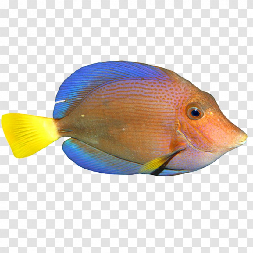 Tropical Fish - Swimming Transparent PNG