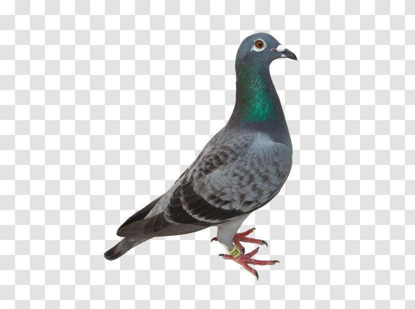 Columbidae Domestic Pigeon Clip Art - Beak Transparent PNG