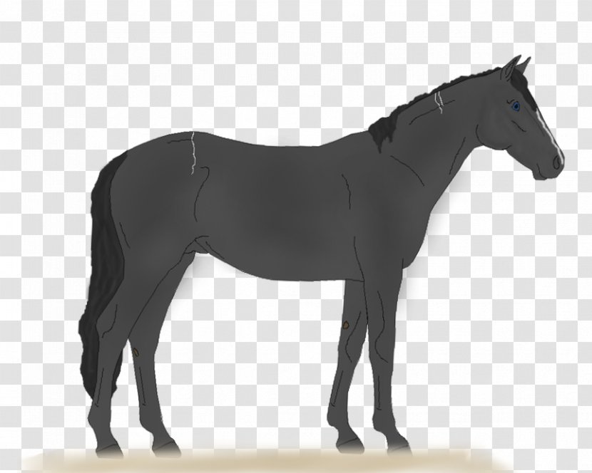 Horse Tack Livestock Breed - Mane - Thriller Transparent PNG