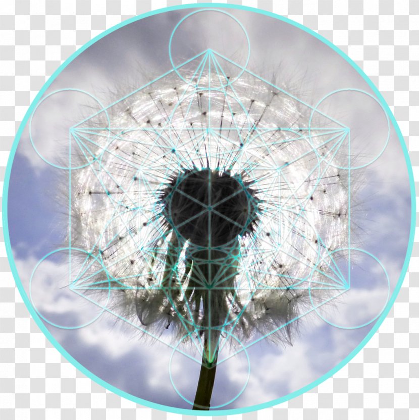 Photography Dandelion Buteyko Method Close-up Breathing - Flower - Lovely Deformed Cancer Cell Transparent PNG