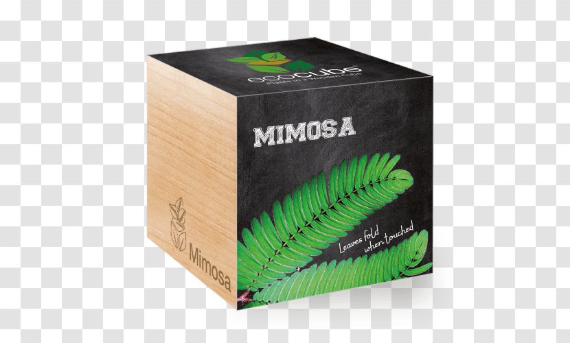 Mimosa Pudica Plants Seed Aloe Vera Cube Tree Transparent PNG