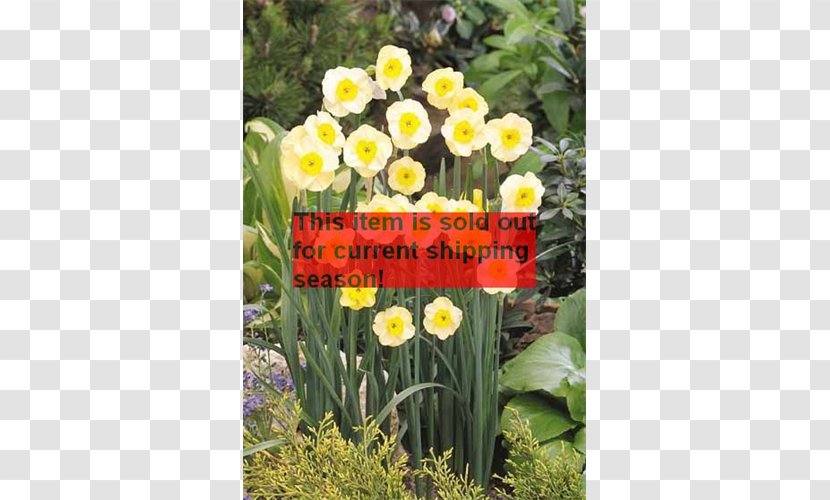 Narcissus Tulip Petal Herbaceous Plant Lawn Transparent PNG