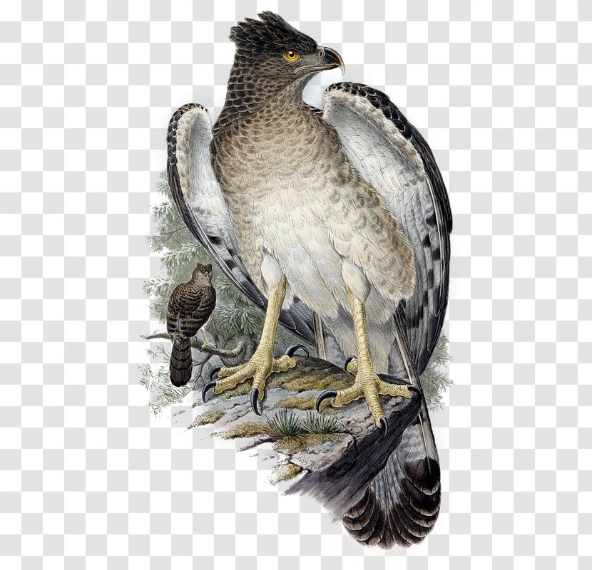 Hawk Bird Papuan Eagle - Wing Transparent PNG