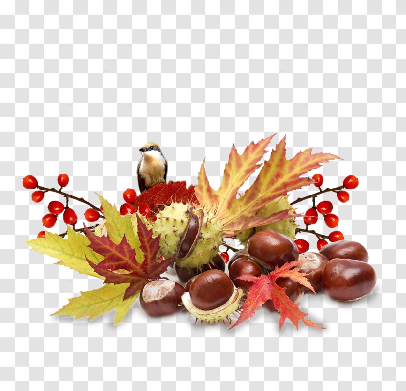 Autumn Centerblog Image Photograph - Flower Transparent PNG