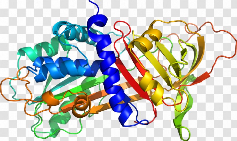 Amino Acid Peptide Protein Chemistry Clip Art - Structure Transparent PNG