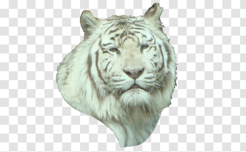 White Tiger Lion Whiskers Wildlife - Terrestrial Animal Transparent PNG