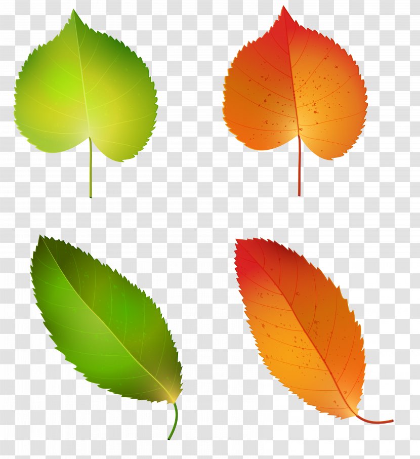 Leaf Petal Plant Stem - Tulip - Autumn Leaves Set Clipart Image Transparent PNG