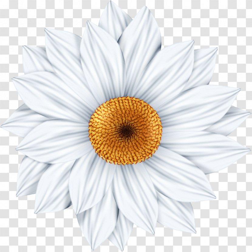 Common Daisy Photography Art Clip - Chrysanths Transparent PNG