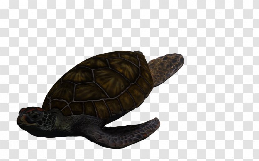 Box Turtles Green Sea Turtle Tortoise Transparent PNG