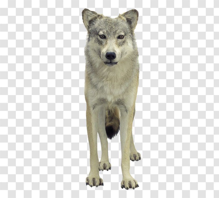 Tundra Wolf Poster - Czechoslovakian Wolfdog Transparent PNG