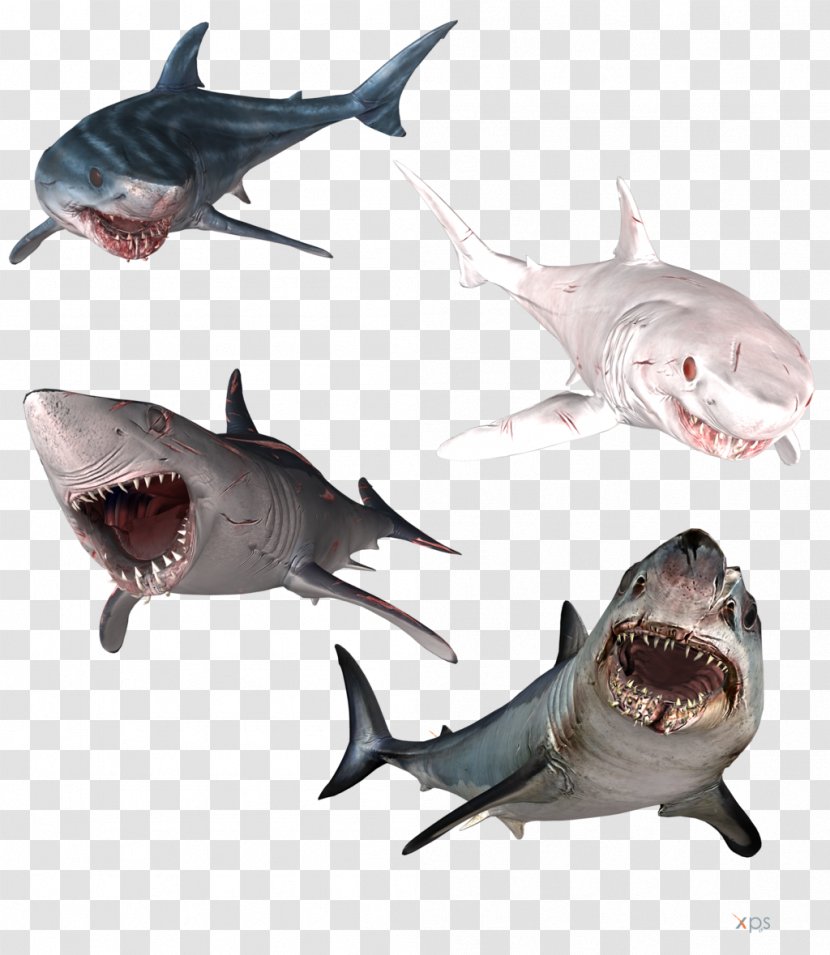 Great White Shark Isurus Oxyrinchus Hammerhead Bull Tiger - Fauna - Sharks Transparent PNG