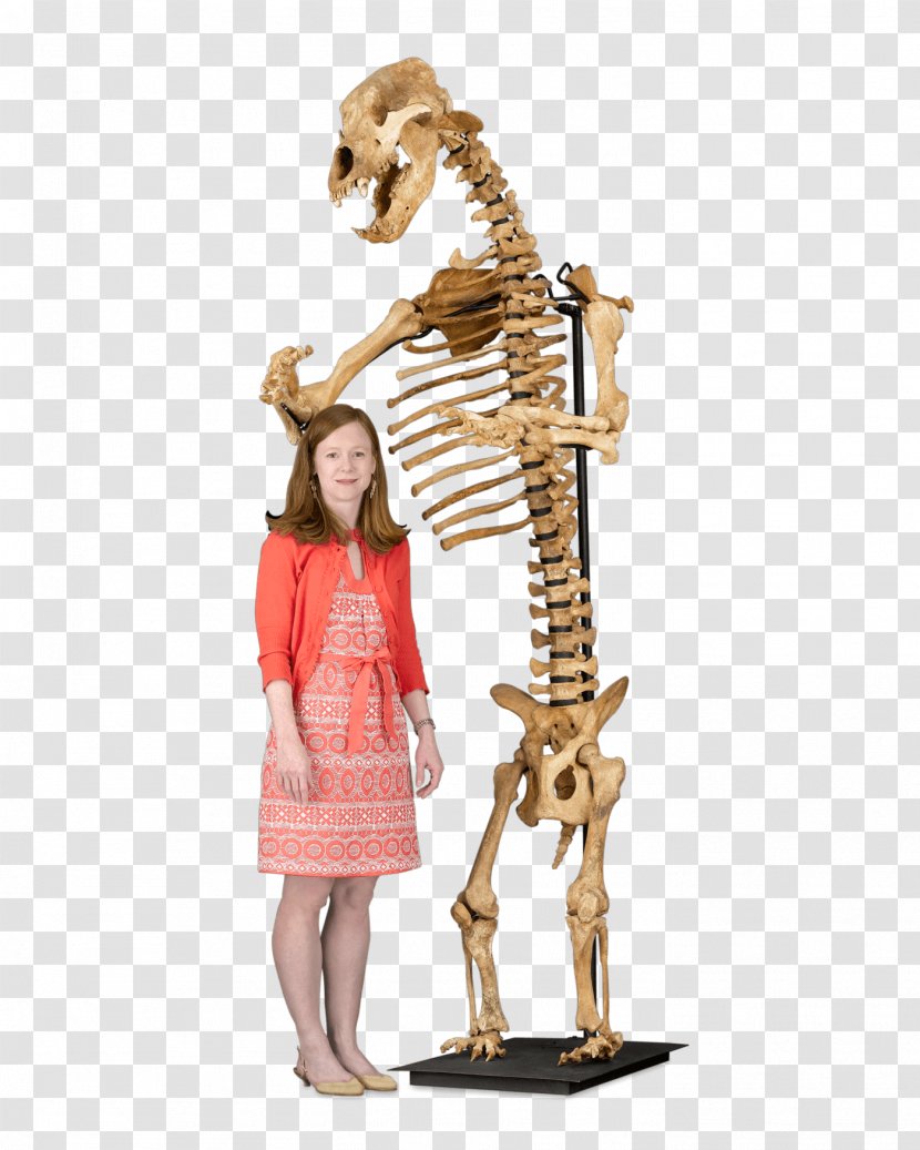 Giraffe American Black Bear Skeleton Cave Mammal Transparent PNG