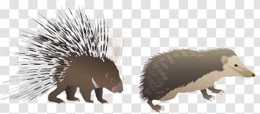 Euclidean Vector - Frame - Cartoon Hedgehog Transparent PNG