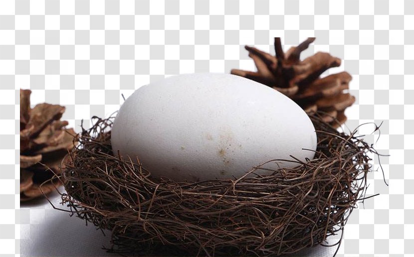 Domestic Goose Tea Egg - Chicken - The Eggs In Goose's Nest Transparent PNG