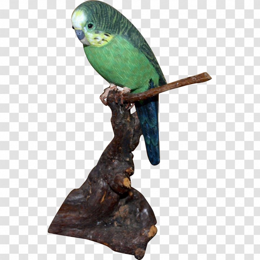 Parakeet Feather Pet Beak - Organism Transparent PNG