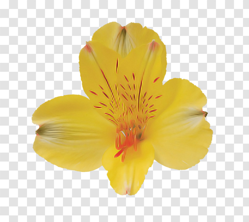 Flower Petal Yellow Plant Evening Primrose Transparent PNG