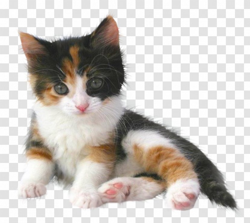 Balinese Cat Kitten Munchkin Puppy Abyssinian - Breed - IT Transparent PNG