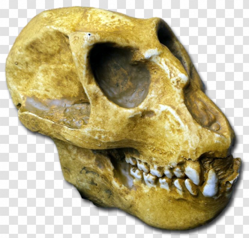 Primate Tautavel Man Mesopithecus Fossil - Fossils Transparent PNG