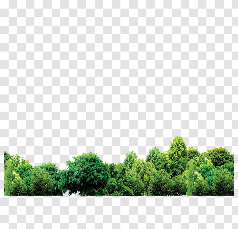 Forest - Grass - Green Transparent PNG