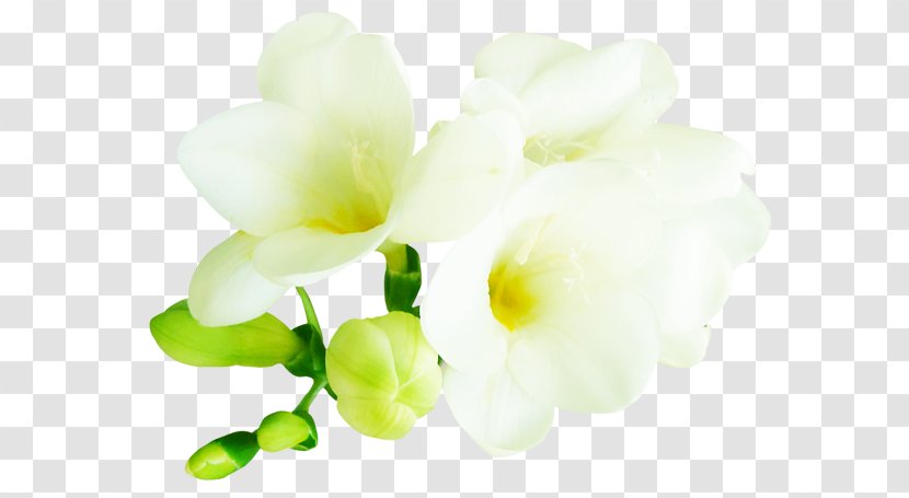 Petal Cut Flowers Bud Floral Design - Flower Transparent PNG
