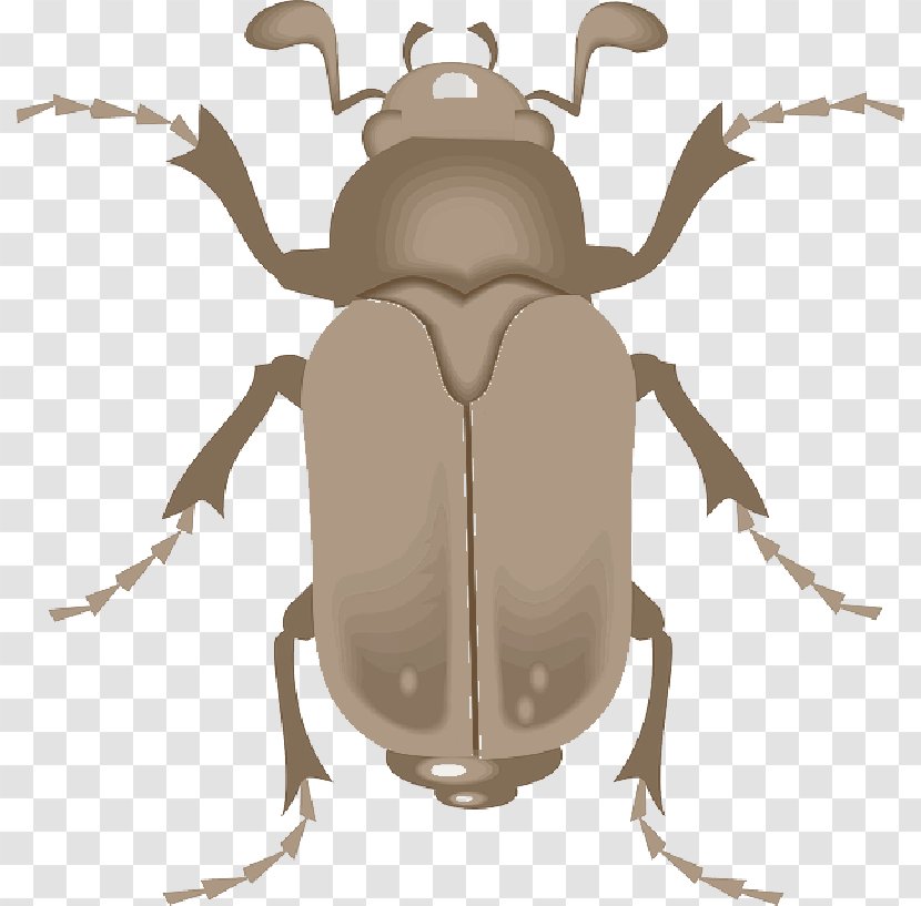 Lesser Stag Beetle Clip Art Ground - Elephant Transparent PNG