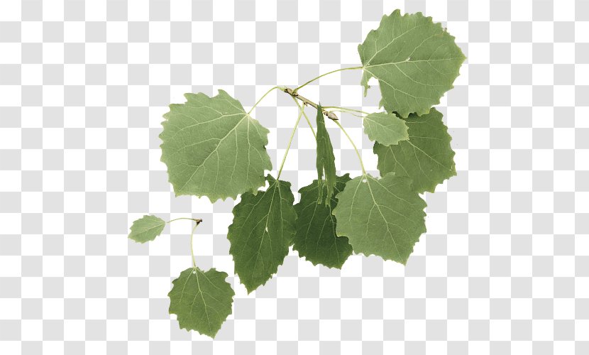 Twig European Aspen Tree Leaf - Branch Transparent PNG