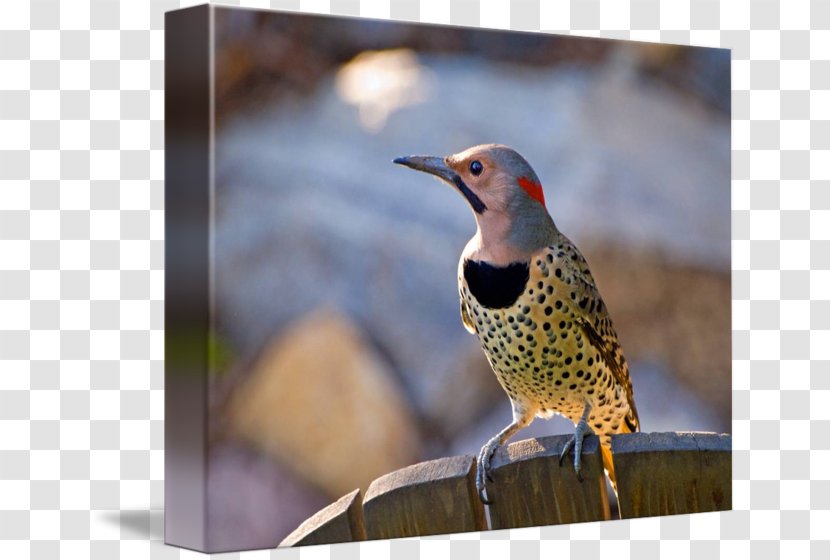 Northern Flicker Bird Stock Photography Royalty-free Transparent PNG