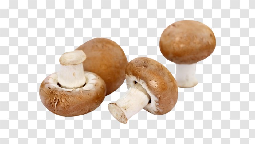 Common Mushroom Fungus Fungiculture Гъбите в България - Braun Transparent PNG
